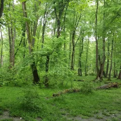 Noshahr Forests (near Sari) - Sari