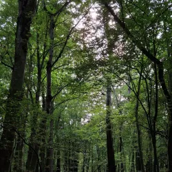 Noshahr Forests (near Sari) - Sari