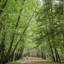 Noshahr Forests (near Sari) - Sari