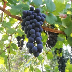 Shirvan Historical Bazaar - Shirvan