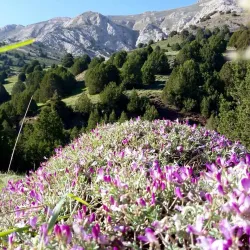 Shirvan Historical Bazaar - Shirvan