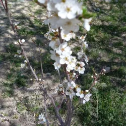 Shirvan Park - Shirvan