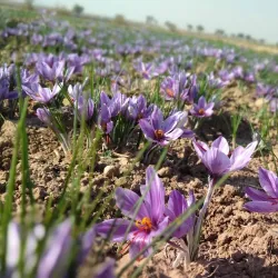 Torbat-e Heydariyeh Bazaar - Torbat-e Heydariyeh