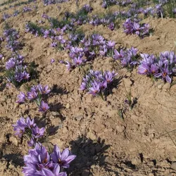 Torbat-e Heydariyeh Bazaar - Torbat-e Heydariyeh