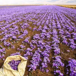 Torbat-e Heydariyeh Cultural Center - Torbat-e Heydariyeh