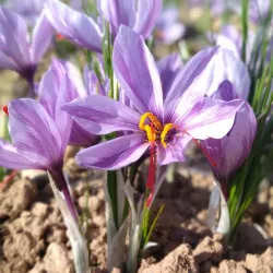Torbat-e Heydariyeh Cultural Center - Torbat-e Heydariyeh