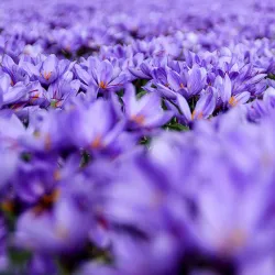 Torbat-e Heydariyeh Cultural Center - Torbat-e Heydariyeh