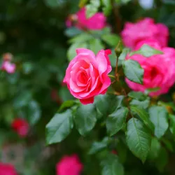 Sistan Cultural Complex - Zabol