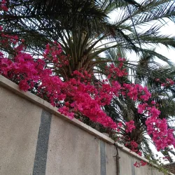 Zahedan Central Park - Zahedan