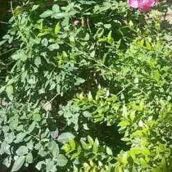 Al Hayy Local Market - Al Hayy