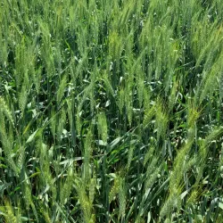 Al Hayy Local Market - Al Hayy