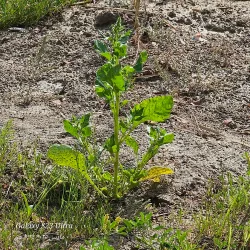 Al Hillah Public Park - Al Hillah