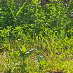 Al Hillah Public Park - Al Hillah