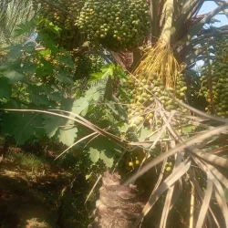 Al Hillah Public Park - Al Hillah