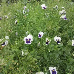 Al Kut Public Park - Al Kut