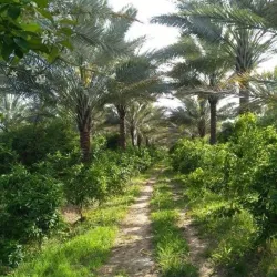 Wasit Archaeological Site - Al Kut