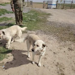 Nimrud (Kalhu) Archaeological Site - Al-mawsil