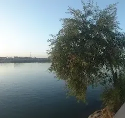 Euphrates River Banks - Al-musayyib
