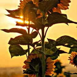 Euphrates River Banks - Al-musayyib
