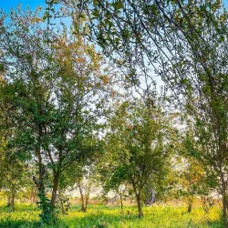 Nearby Historical Villages - Al-musayyib