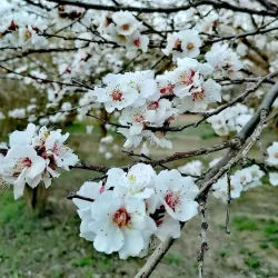 Historical Site 1 - Al-qa'im