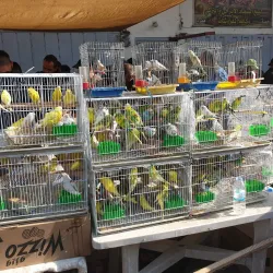 Local Market 1 - Al-qa'im