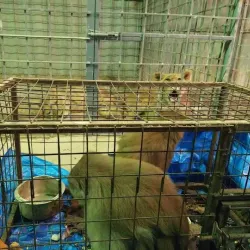 Najaf Public Park - An Najaf