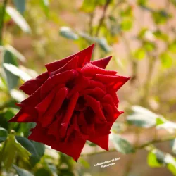 Euphrates Riverbank Walks - 'anah