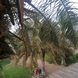 Al-Muthanna Governorate Mosque - As Samawah