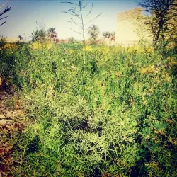 Al-Muthanna Governorate Mosque - As Samawah