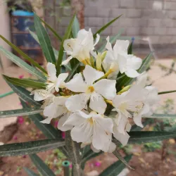 Az Zubayr Public Park - Az Zubayr