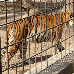 Baghdad Zoo - Baghdad