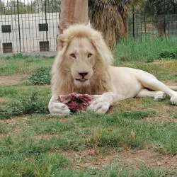 Baghdad Zoo - Baghdad