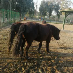 Baghdad Zoo - Baghdad