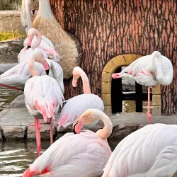 Baghdad Zoo - Baghdad
