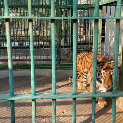 Baghdad Zoo - Baghdad