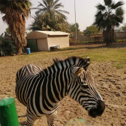 Baghdad Zoo - Baghdad