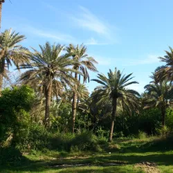 Tigris-Euphrates Marshlands (nearby) - Baghdadi