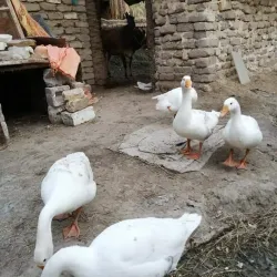 Old Basra (Al-Basra Al-Qadima) - Basra