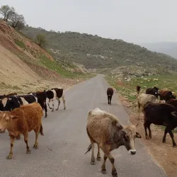 Bazyan Village - Kalar