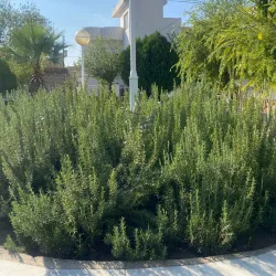 Historical Mosques - Koysinjaq