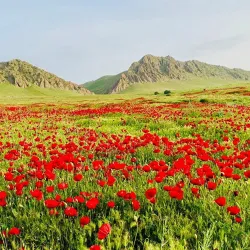 Sinjar Market - Sinjar