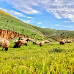 Sinjar Market - Sinjar