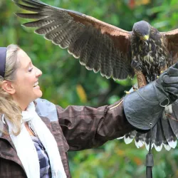 Ashford Castle (Wicklow) - Ashford