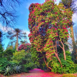 Kilmacurragh Botanic Gardens - Ashford