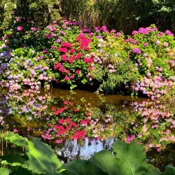 Mount Usher Gardens - Ashford