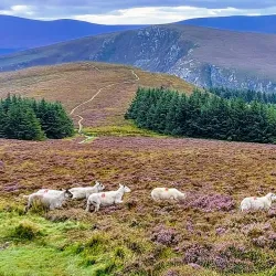 The Wicklow Way - Ashford