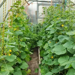 Balbriggan Community Garden - Balbriggan