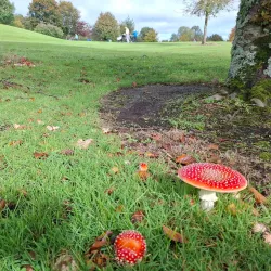 Ballina Golf Club - Ballina