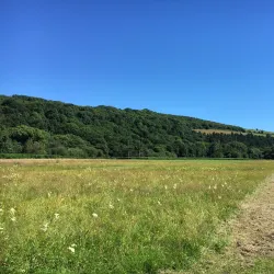 Ballincollig Regional Park - Ballincollig